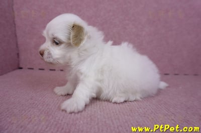 09/27馬爾泰迪母幼犬2號(高雄大寮)5