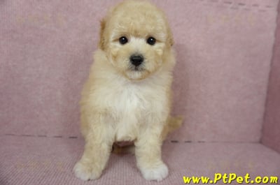 11/26迷你型奶油貴賓公幼犬(屏東市)3