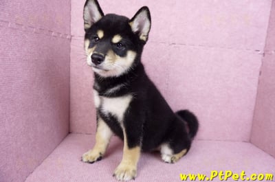 10/15黑色柴犬母幼犬(桃園龜山)10