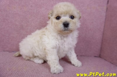 01/01泰迪比熊母幼犬5