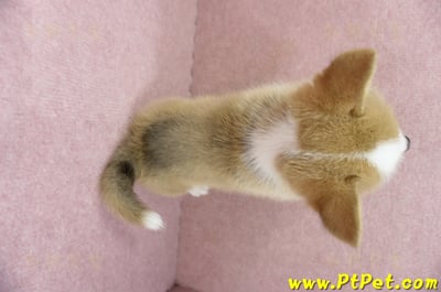 05/09雙色柯基犬母幼犬2號(高雄前鎮)16