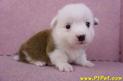 11/02雙色柯基犬公幼犬3號(高雄林園)5