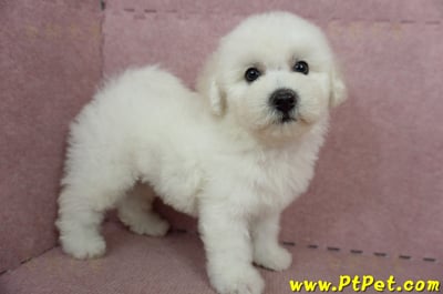 05/20比熊犬公幼犬2號(高雄苓雅)5