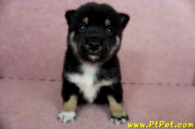 05/14黑色柴犬公幼犬(屏東市)2