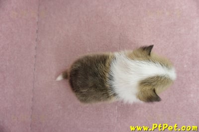 04/28雙色柯基犬公幼犬1號(桃園中壢)9