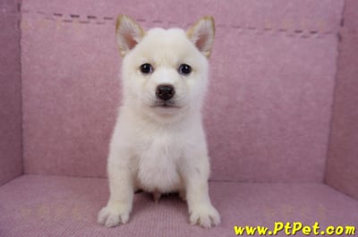 05/24白色柴犬公幼犬2