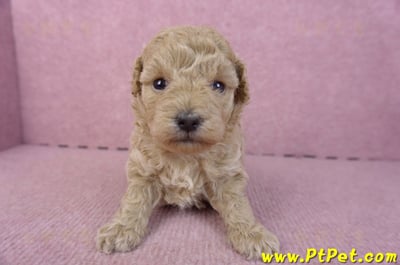 02/18泰迪比熊母幼犬2號2