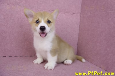 08/05雙色柯基犬公幼犬2號(屏東潮州)9