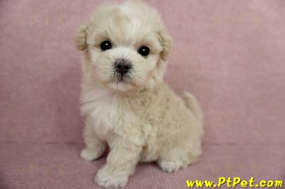 03/31奶油色馬爾泰迪母幼犬1號(基隆信義)12