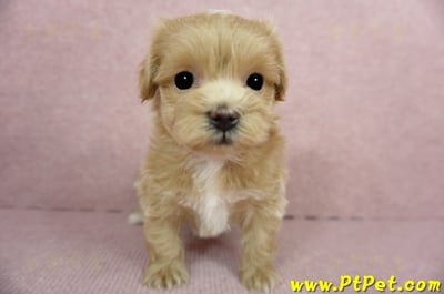 01/15奶油色馬爾泰迪 II 母幼犬(新竹市)3