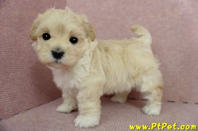 2/23奶油色馬爾泰迪公幼犬(屏東市)9