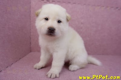 05/24白色柴犬公幼犬1號5
