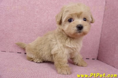 06/15奶油色馬爾泰迪母幼犬2號(桃園中壢)6