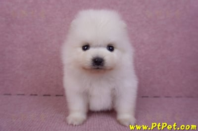 10/11松鼠白博美公幼犬3號(高雄六龜)2