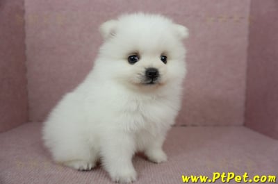 02/11迷你型松鼠白博美公幼犬(桃園市)5