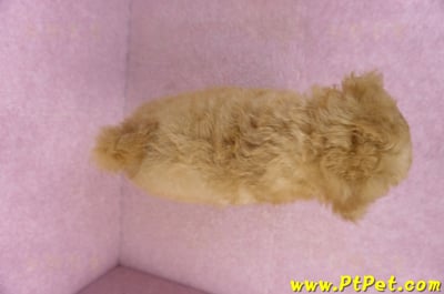 02/11奶油貴賓母幼犬11