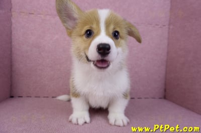 10/10雙色柯基犬母幼犬1號(宜蘭市)5