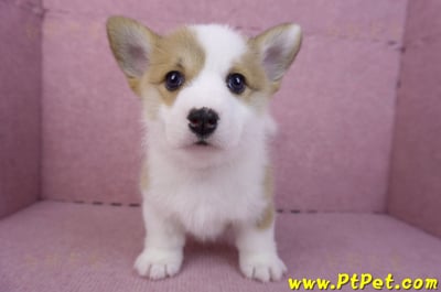 11/30雙色柯基犬公幼犬2號2