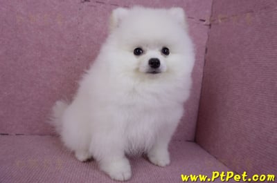 10/11松鼠白博美公幼犬(richmond BC Canada)3