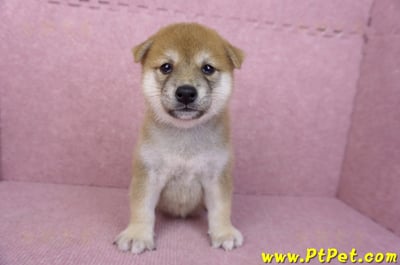 06/02赤色柴犬母幼犬2