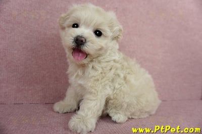 03/31奶油色馬爾泰迪母幼犬3號(屏東恆春)10