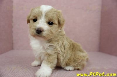 02/07奶油色馬爾泰迪母幼犬(嘉義東區)9