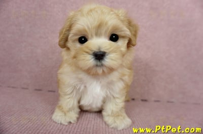 03/21奶油色馬爾泰迪母幼犬3號(高雄鼓山)3