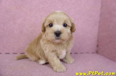 11/02馬爾泰迪 I 公幼犬(屏東市)3