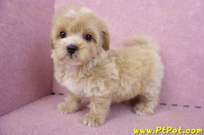 10/18馬爾泰迪母幼犬1號(台中烏日)12