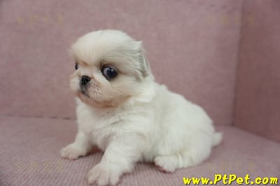 12/28北京狗母幼犬(桃園龍潭)8