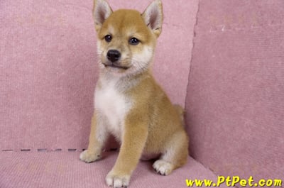 06/09赤色柴犬公幼犬1號(桃園)10