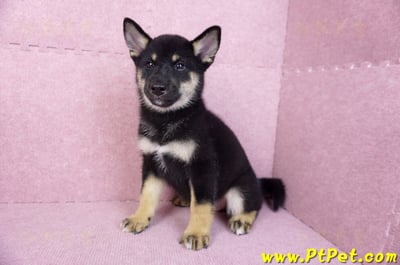 07/05黑色柴犬母幼犬(基隆仁愛)10