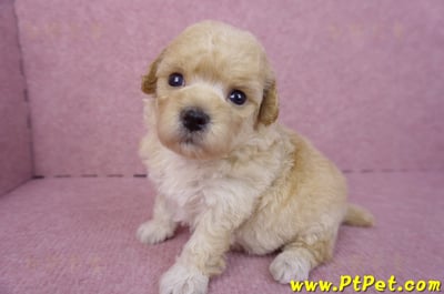 04/01泰迪比熊母幼犬2號(新竹市)5