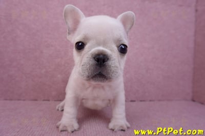 07/25奶油色法國鬥牛母幼犬3號(屏東內埔)4