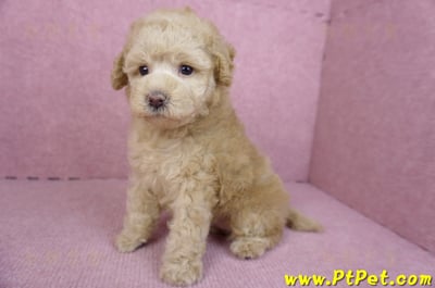 12/06奶油貴賓母幼犬(花蓮市)10