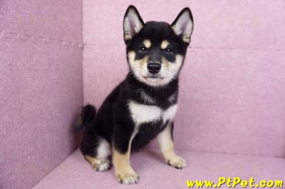 10/15黑色柴犬母幼犬(桃園龜山)3