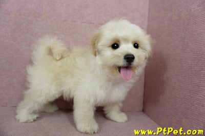 01/10奶油色馬爾泰迪公幼犬(花蓮壽豐)8