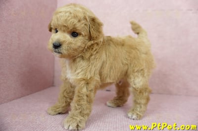 11/26迷你型奶油貴賓公幼犬3號(台北內湖)8