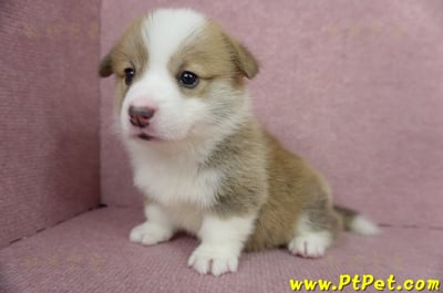 04/14雙色柯基犬母幼犬1號(高雄仁武)7