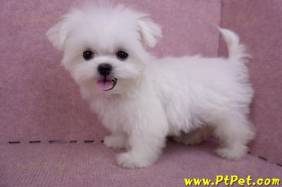 07/26迷你型馬爾濟斯公幼犬(屏東市)10