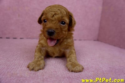 01/26奶油貴賓公幼犬1