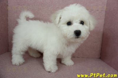 12/01比熊犬母幼犬(基隆中山)5