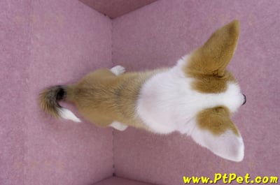 09/22雙色柯基犬公幼犬(高雄前金)12