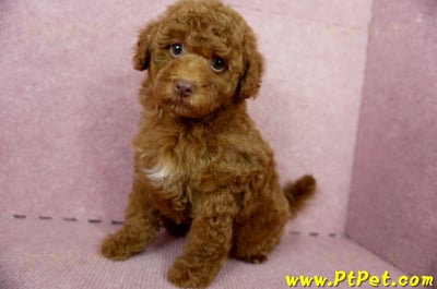 04/15紅貴賓公幼犬(屏東市)11