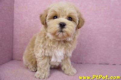 12/10馬爾泰迪母幼犬(台北大安)5