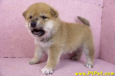 12/10赤色柴犬公幼犬8