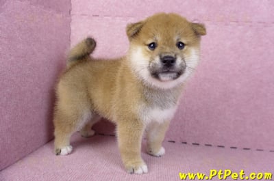 10/15赤色柴犬公幼犬1號(新北鶯歌)6