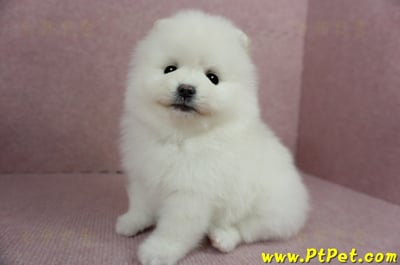 12/27迷你型松鼠白博美母幼犬(高雄三民)14