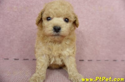 05/12茶杯型奶油貴賓母幼犬(屏東萬丹)2