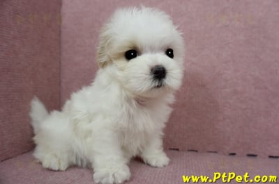 04/11紅白花馬爾泰迪母幼犬(桃園平鎮)7